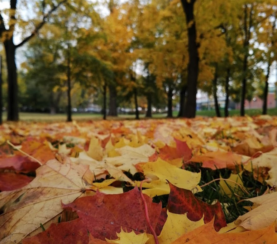 Mina ord är min verklighet.